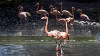 Por que é que os flamingos se apoiam só numa perna? - TVI