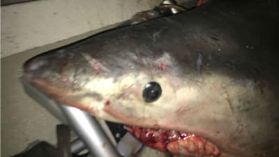 Tubarão branco de quase três metros invade barco - TVI
