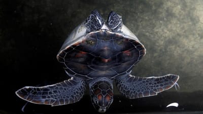 Mais de 100 tartarugas mortas dão à costa no México - TVI