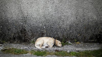 Resgatar animais abandonados dá multa - TVI