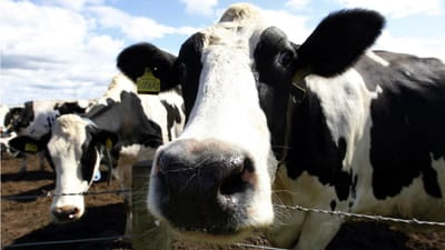 Duas vacas fogem de feira agrícola e causam um ferido ligeiro - TVI