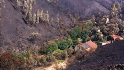 Estas árvores salvaram uma quinta do fogo em Figueiró dos Vinhos - TVI