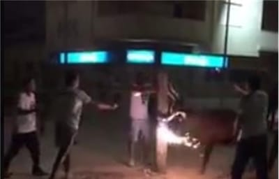 MP investiga "touros de fogo" nas festas de Benavente - TVI