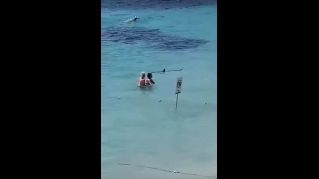 Tubarão avistado nas águas da praia de Can Pastilla