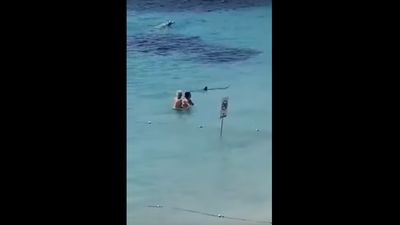 Tubarão que assustou banhistas foi abatido - TVI
