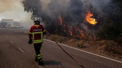 Incêndios já destruíram 61 mil hectares até junho - TVI