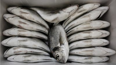 Mais de sete toneladas de peixe apreendidas em Sesimbra - TVI