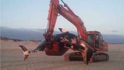 Cadáver de baleia anã deu à costa em Ovar - TVI