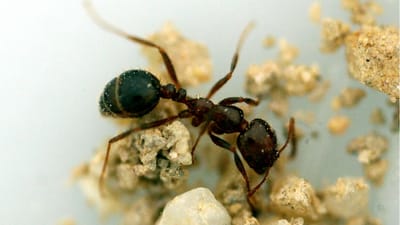 Formigas vermelhas usam corpos para construir torres - TVI
