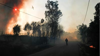 Reforma é "o maior atentado" contra a floresta - TVI