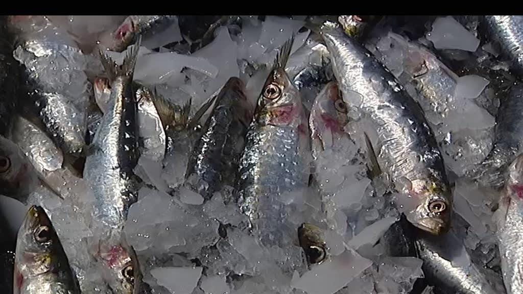 Cientistas recomendam 15 anos de suspensão da pesca de sardinha