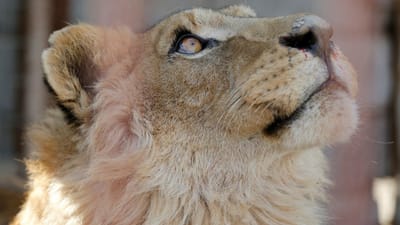 França procura leão à solta que cinco pessoas dizem já ter avistado - TVI