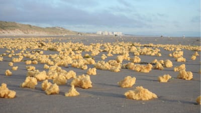 Misteriosas esponjas amarelas dão à costa no norte de França - TVI
