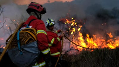 S. Brás de Alportel é o único concelho do país em risco máximo de incêndio - TVI