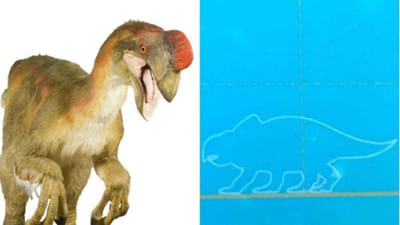 Criança deteta erro no Museu de História Natural em Londres - TVI