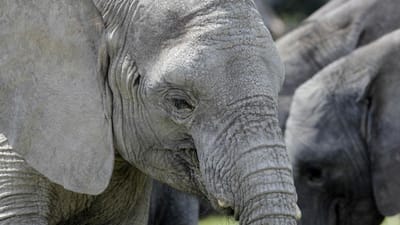 ASAE apreende 4 dentes de marfim de cria de elefante na Figueira da Foz - TVI
