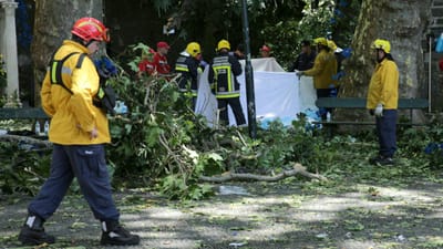 Madeira: a árvore que caiu "nunca esteve sinalizada" - TVI