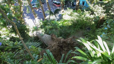 Três pessoas continuam internadas após queda de árvore no Funchal - TVI