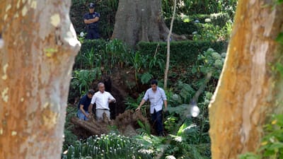 Paulo Cafôfo arguido no caso da árvore que caiu na Madeira - TVI