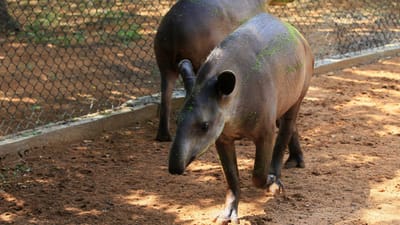 Roubam animais de zoo na Venezuela por falta de comida - TVI
