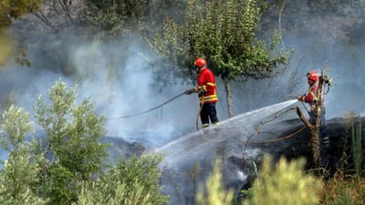 Época de incêndios termina com maior área ardida da última década - TVI