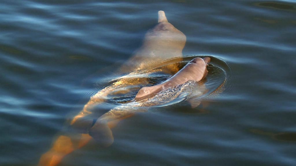 Golfinhos Inia araguaiaensis