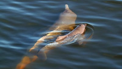 Golfinhos em risco de desaparecer das águas portuguesas por captura acidental - TVI