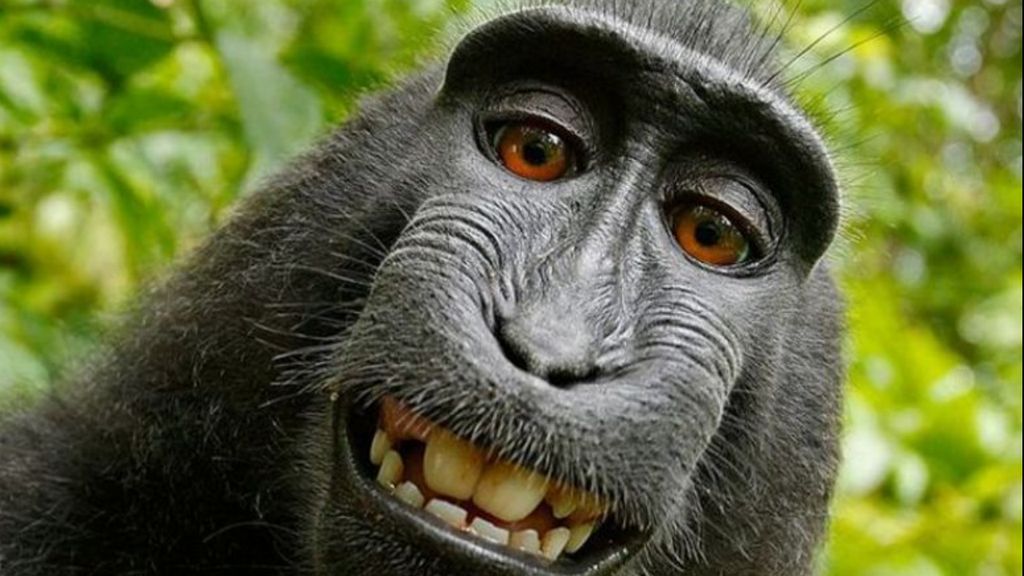 "Selfie" do macaco Naruto