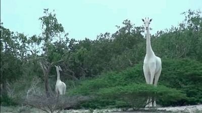 O mundo nunca tinha visto uma girafa assim - TVI
