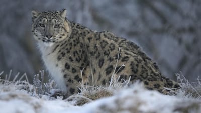 Leopardo das neves passa a espécie "vulnerável" - TVI