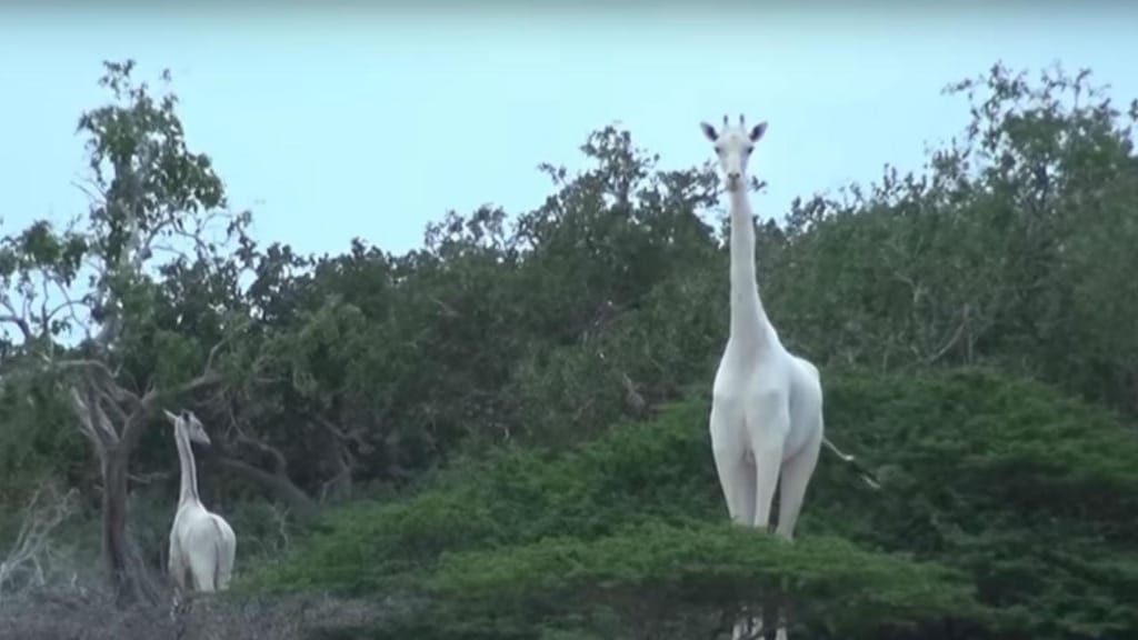 Girafas brancas avistadas no Quénia