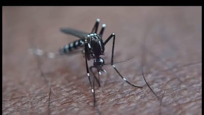 Dengue mata 54 pessoas e deixa mais de 23 mil infetadas nas Honduras em 2019 - TVI