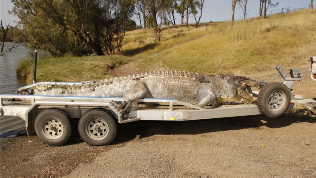 Crocodilo de 5,2 metros encontrado morto, em Queensland, na Austrália