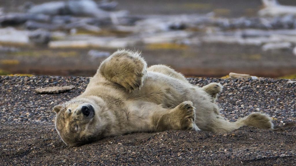 Com o habitat natural a desaparecer, os ursos polares procuram refúgio junto dos seres humanos