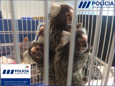 Quatro macacos e um falcão apanhados pela PSP em Lisboa - TVI