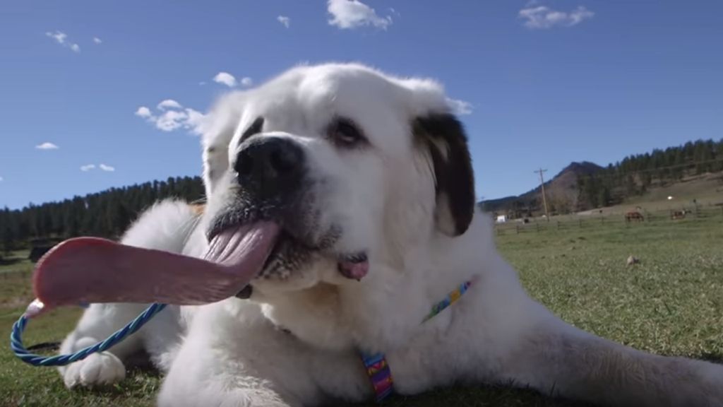 Cão quebra recorde do Guinness com a sua língua