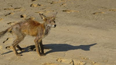 Proibição da caça à raposa chumbada por PSD, PS, CDS-PP e PCP - TVI