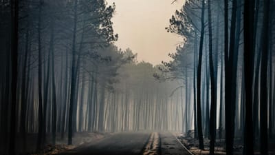 Parlamento dá luz verde à reflorestação do pinhal de Leiria - TVI