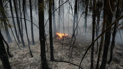 Número de mortos nos incêndios sobe para 41 - TVI