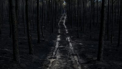 Fingiu ser dona de terrenos em Leiria para vender madeira queimada - TVI