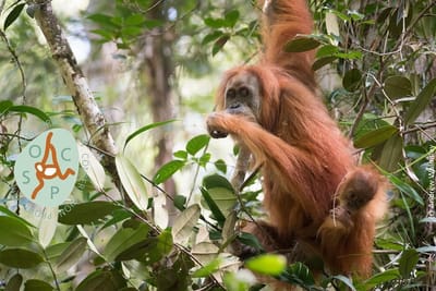 Nova espécie de orangotango identificada na Indonésia - TVI