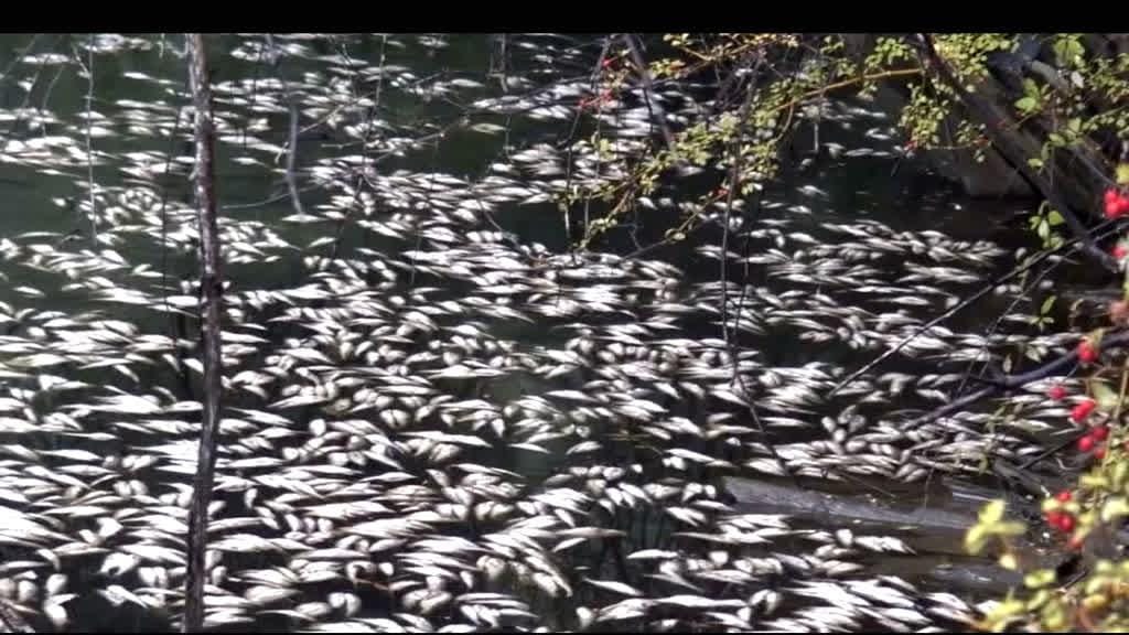 Milhares de peixes mortos no rio Tejo