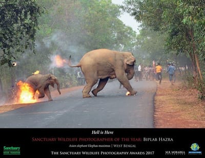 Imagem de elefante em chamas vence prémio de fotografia - TVI