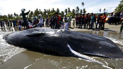 O mistério das baleias encalhadas à beira-mar - TVI