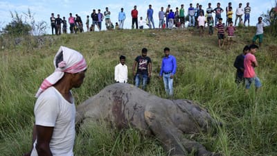 Comboio a alta velocidade mata elefantes - TVI