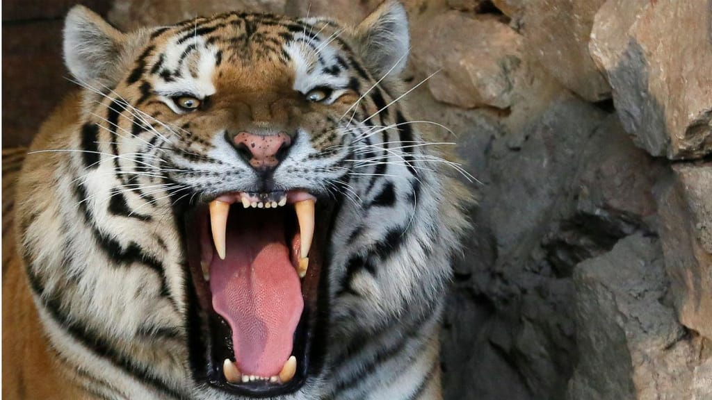 Tigre é morto a tiro depois de fugir de um circo em Paris 