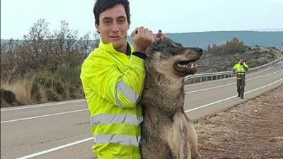 Lobo Ibérico morre em atropelamento e depois é exibido em fotos - TVI