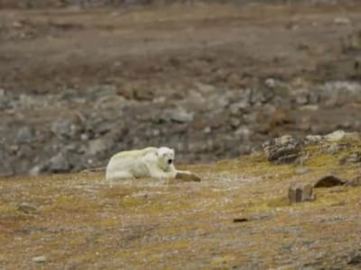 Alterações climáticas: vídeo mostra urso polar a morrer à fome - TVI
