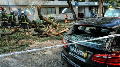 Mau tempo: Proteção Civil regista 60 ocorrências, na maioria queda de árvores - TVI