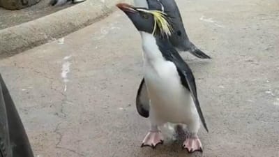O vídeo viral do pinguim mais feliz do mundo - TVI